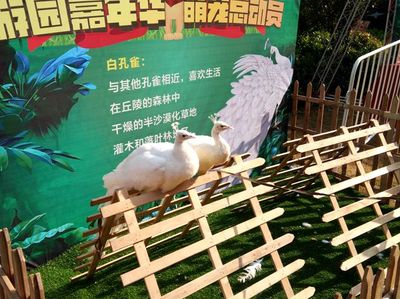 肇庆租赁马戏团表演