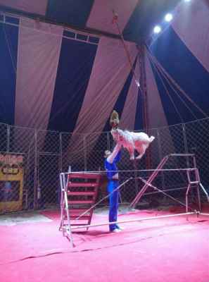 大型马戏团表演陕西铜川市大型马戏团表演出租报价