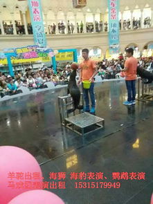 出租马戏团表演d沈阳海狮 海豹表演租赁公司