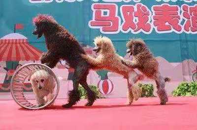 晋城市城区羊驼出租动物出租展览 在哪展览