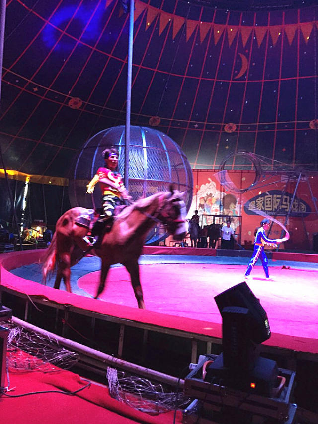 驯兽杂技演绎马戏团表演出租 环球飞车马戏团