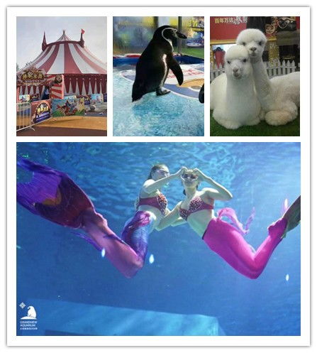 桐城市附近萌宠展羊驼出租