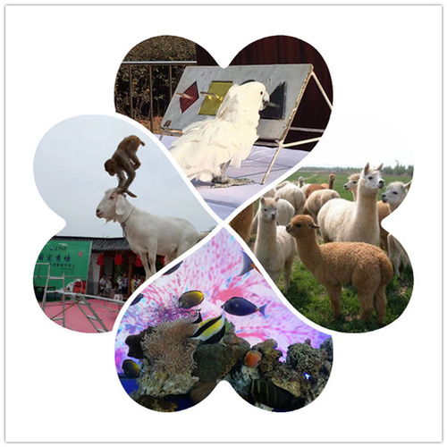 廊坊什么地方有百鸟展租赁,什么地方百鸟展租赁