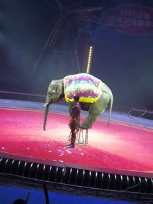 马戏团租赁哪里有羊驼大象租赁策划活动暖场