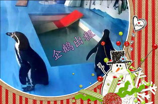 本地新闻 沈阳有马戏团出租 租赁