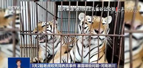 祸患常积于忽微!3天2起老虎咬死饲养员事件令人痛心 暴露了哪些问题?