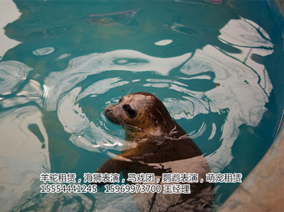 全套的马戏团出租长沙市