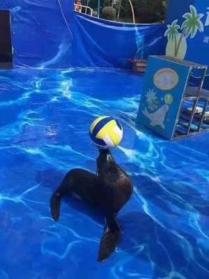 鹦鹉表演出租出租/随州2022已更新(今日/商情)