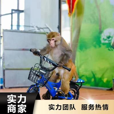 马戏团表演租赁公司暖场活动