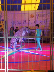 大型外籍马戏团表演合作档期收费情况