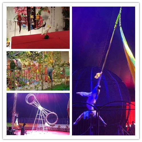 溧阳市羊驼出租袋鼠租赁海洋展出租