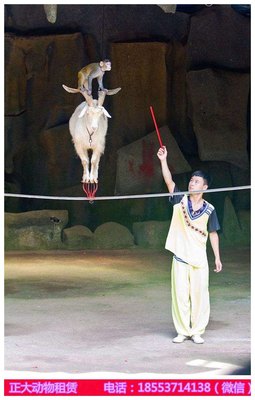 广东附近小动物出租百鸟展租赁_山东正大动物租赁 - 商国互联网