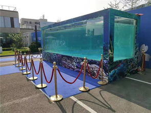 九江市马戏团山羊表演.