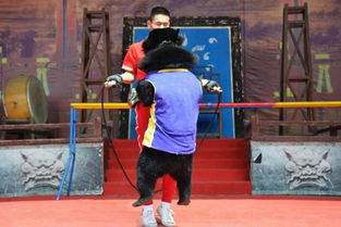 出租小马戏表演现场人气爆棚兴义市