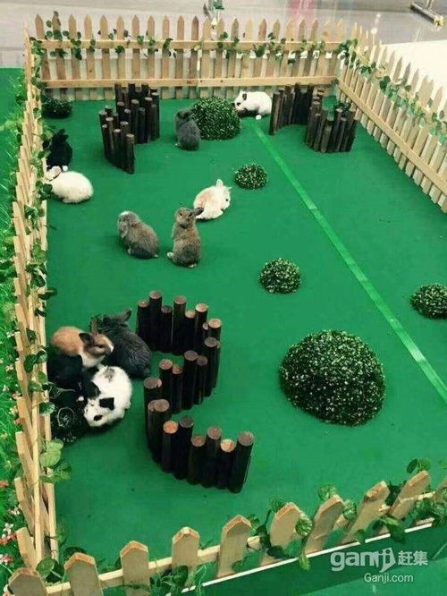 南沙群岛孔雀展出租效果怎么样