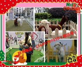 马戏团表演出租六安市