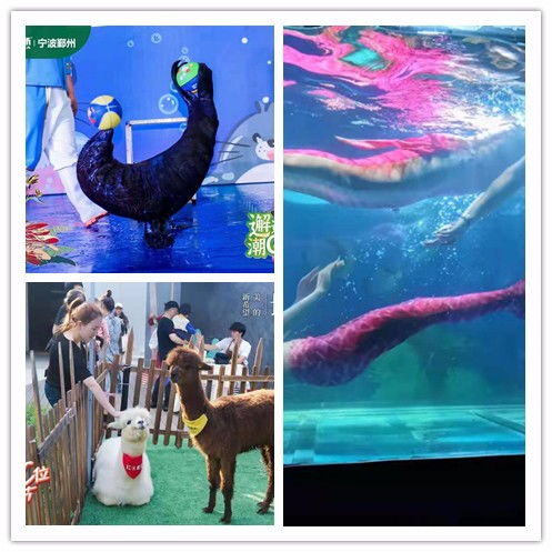 朝阳市美人鱼表演出租闪亮登场可以互动