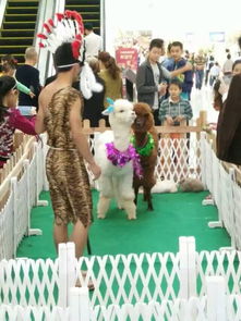 上犹县羊驼出租 专业矮马租赁公司 骆驼出售最低价格