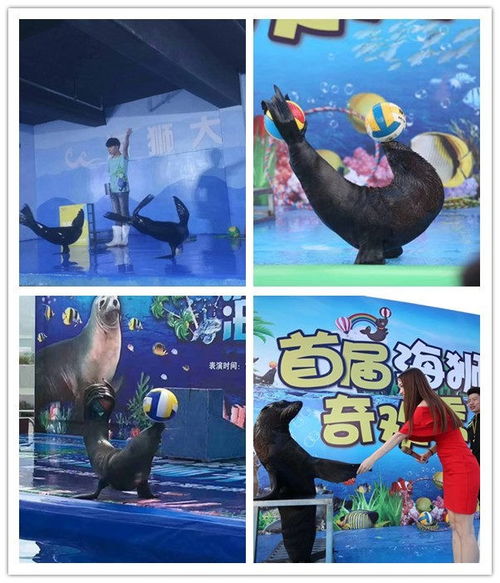 建德百鸟展鹦鹉表演出租合作共赢