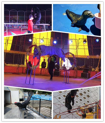 海豹展览租赁湛江市专业海狮表演出租