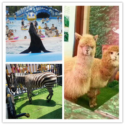 衢州马戏团死亡飞轮表演出租一场单价