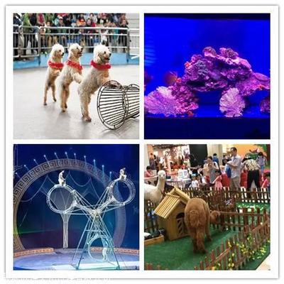 鹦鹉表演,百鸟园展览,萌宠动物租赁,马戏团商演电话