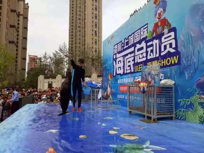 绍兴(海狮表演)租赁优惠多多2022已更新(今日/案例)