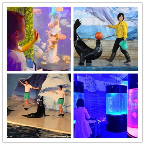 宁波出租海洋生物鱼缸展合作共赢