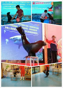 晋江市萌宠展览出租人气宣传