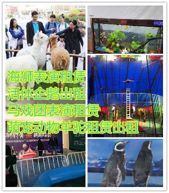 孝义哪里有出租羊驼出租租赁-海狮租赁_志趣网