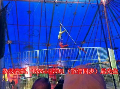 贵州黔东南苗族侗族自治州锦屏县哪里有出租海狮的吗?_山东诚信动物租赁 - 商国互联网