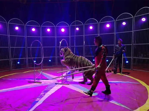 专业动物表演公司