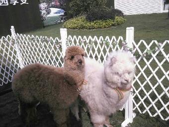 福州市马戏团表演出租 鹦鹉表演租赁_志趣网