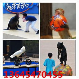 江苏吴江百鸟展金刚鹦鹉表演租赁大海洋馆