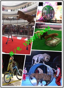 山西省忻州市海洋鱼缸展出租j证件齐全