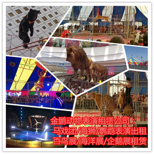 附近马戏团表演出租浙江省嘉兴市人员杂技租赁的