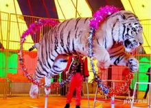 蚌埠江山御景知名马戏团空降怀远