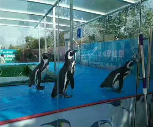 海洋展租赁电话海水鲨鱼出租公司