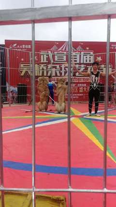 2023马戏团租赁萌宠活动方案
