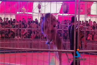 广元市哪里出租马戏团表演信誉商家