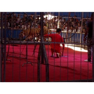 哪里有凭租海狮表演的、毕节出租马戏团-企汇网