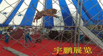 青海海南州马戏团狮子老虎表演出租演出费多少钱