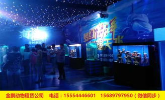 专业出租马戏团表演安徽省人员杂技租赁