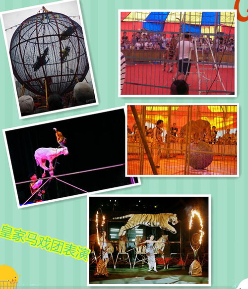 湖州市马戏团表演出租