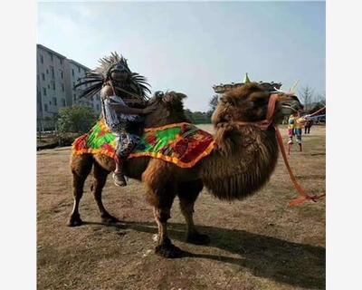 永春县马戏团动物表演价格合作流程