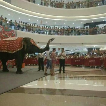 恩施州附近马戏团表演出租哪里有