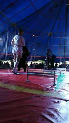 大型马戏团全国巡演 低价商业活动演出 动物杂技表演