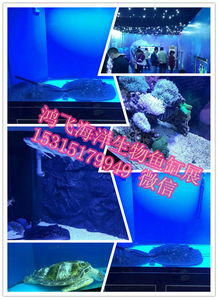 周边地新野县,出租马戏团表演羊驼出租的价格