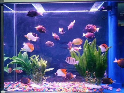 天津海狮表演出租哪里有价格