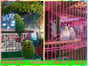 加急置顶新疆维吾尔自治区乌鲁木齐什么地方有出租马戏团表演的